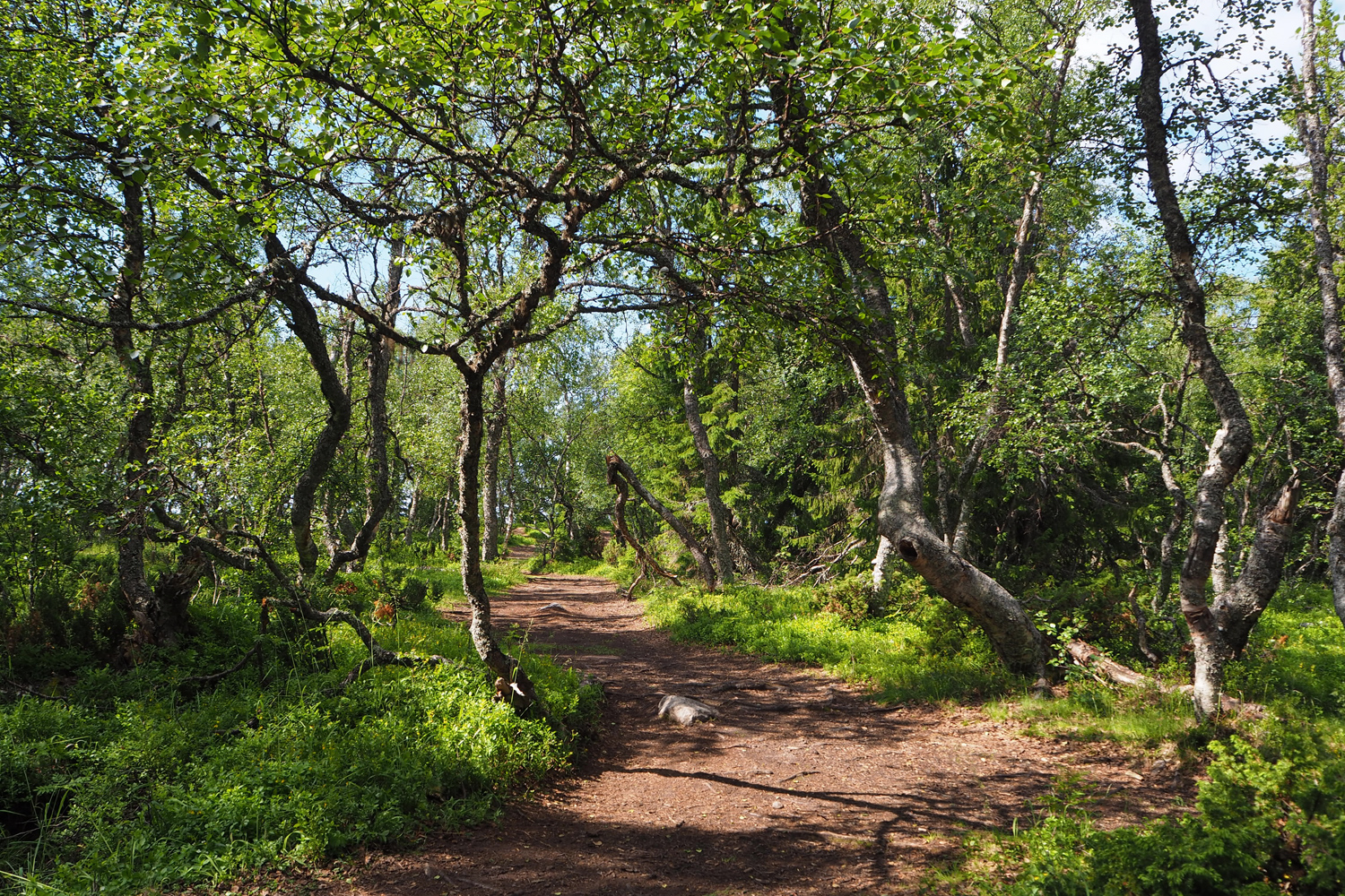 solovetskin_saari_koivikko_parasta_matkalla_blogi