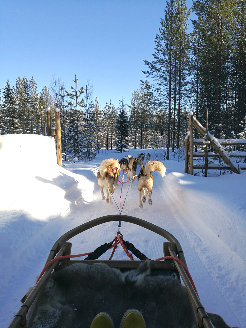 Huskypark2_Joulupukin_pajakylä_Rovaniemi_Parasta_matkalla_blogi