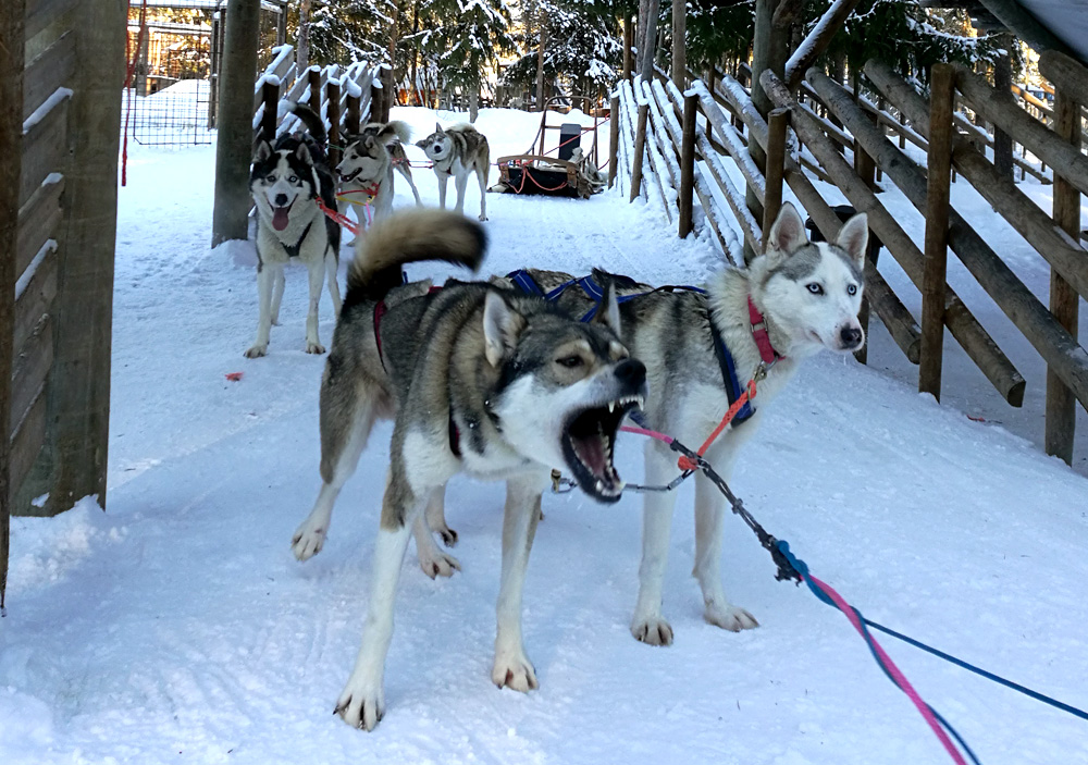 Huskypark4_Joulupukin_pajakylä_Rovaniemi_Parasta_matkalla_blogi