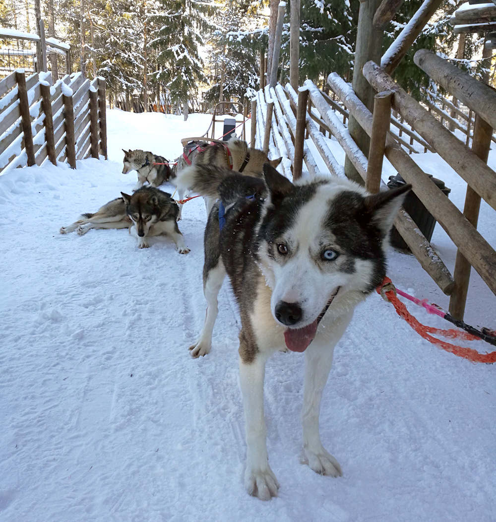 Huskypark_Joulupukin_pajakylä_Rovaniemi_Parasta_matkalla_blogi