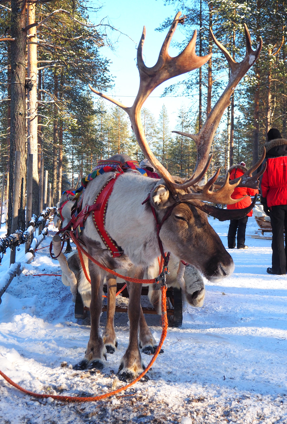 Poro_Joulupukin_pajakylä_Rovaniemi_Parasta_matkalla_blogi