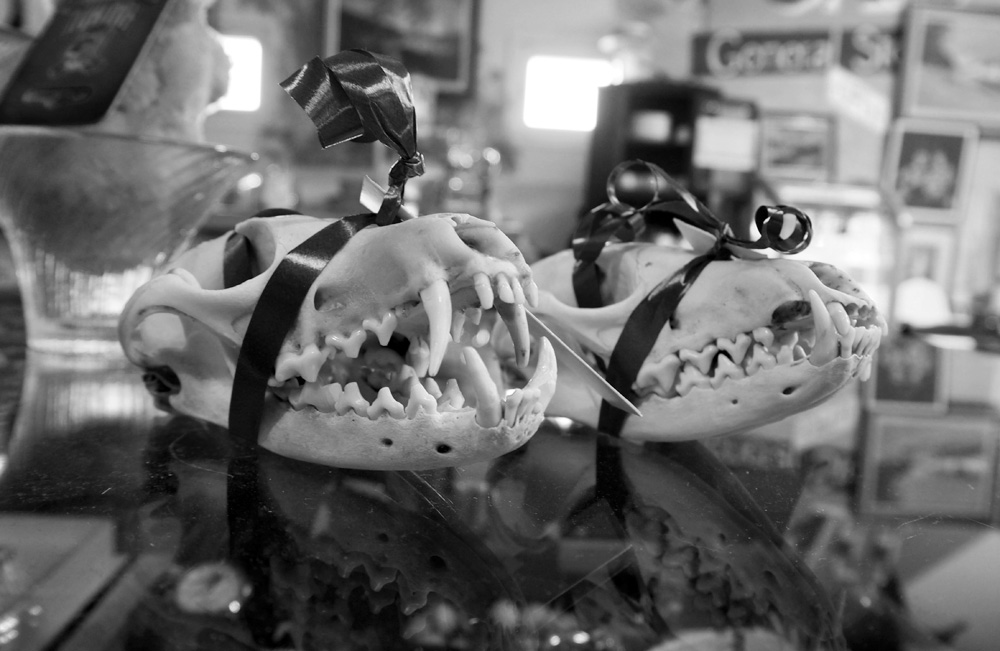 Vintikki_ketun_paakallot_Rovaniemi_Parasta_matkalla_blogi