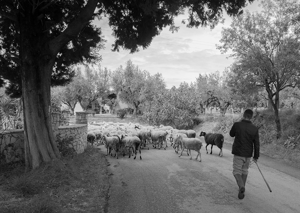 Lampaat_Zakynthos_Kreikka_Paasiainen_Parasta_matkalla_blogi