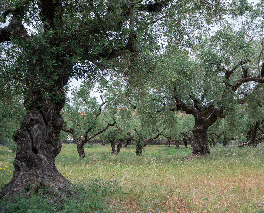 Zakynthos_oliivilehti_Paasiainen_Parasta_matkalla_blogi